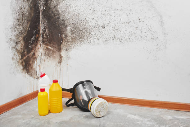 Best Fast Mold Removal  in Sunnyside Tahoe City, CA