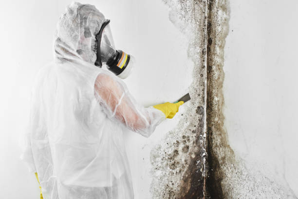 Best Certified Mold Removal  in Sunnyside Tahoe City, CA