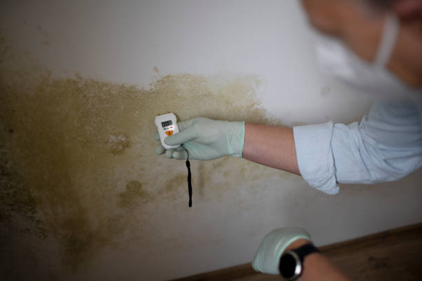 Office Mold Removal Services in Sunnyside Tahoe City, CA