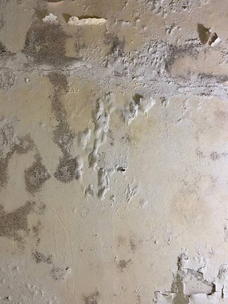 Best Residential Mold Removal  in Sunnyside Tahoe City, CA