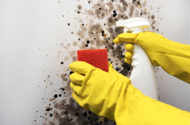 Best Commercial Mold Removal  in Sunnyside Tahoe City, CA