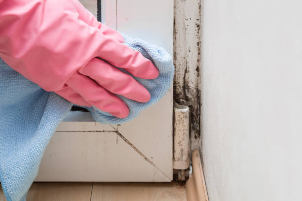 Mold Removal Process in Sunnyside Tahoe City, CA